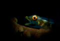   Snooted Goby yawning  